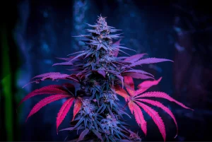 cannabis_plant_hero